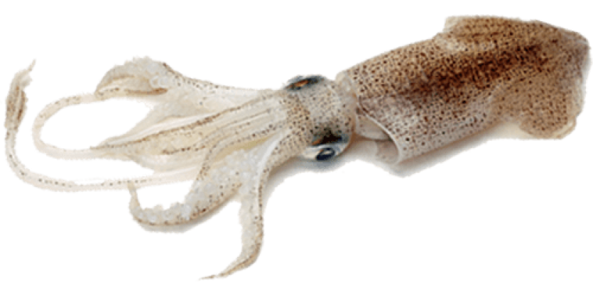 squid